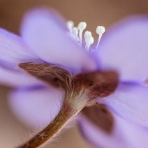 Märzenblümchen Hepatica nobilis
