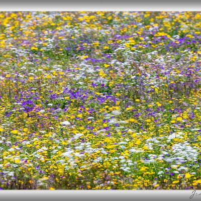 Mai 2023 Sommerwiese Dank der reichlichen Niederschläge im Mai blühten die Blumenwiesen in diesem Jahr besonders üppig. Auf dieser Wiese bildeten Arnika, Wiesen-Pippau,...