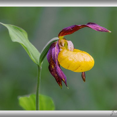 Juni 2024 Frauenschuh-Orchidee Der Gelbe Frauenschuh zählt sicherlich zu den schönsten und eindrucksvollsten unserer einheimischen Orchideenarten. Schon von fern sieht...
