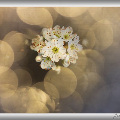 März 2025 Schwarzdornblüte Nach den langen, dunklen und kahlen Wintermonaten kann ich es kaum erwarten, hinaus auf die Suche nach neu erwachtem Leben zu gehen. Neben...