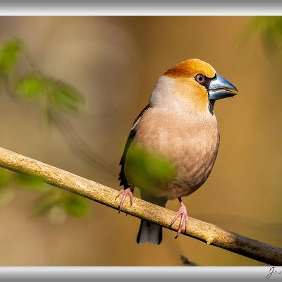 April 2025 Kernbeißer Die prächtigen Kernbeißer gehören zu den Lieblingen an meinem Vogelansitz. Teilweise sind sie schon den ganzen Winter über dageblieben, doch...