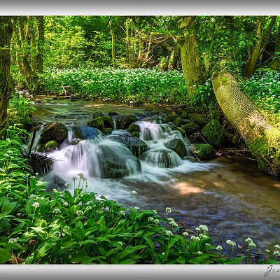 Mai 2025 Bärlauchblüte Der Bärlauch ist ein Frühblüher, der mit seinen weißen Blüten den Frühling einläutet. Diese Aufnahme stammt aus einem kleinen Flusstal bei...