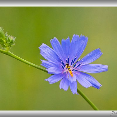 Juli 2025 Wegwarte mit Schwebfliege Die Wegwarte ist eine weit verbreitete Sommerblume, doch nur wenige wissen, dass aus dieser Pflanze Chicorée, Zuckerhut und Radicchio...