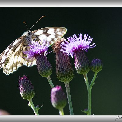 August 2025 Schachbrettfalter im Gegenlicht Mitten im Wald stieß ich auf eine Lichtung, die dicht mit Disteln bewachsen war. Zahlreiche Insekten tummelten sich auf ihnen...