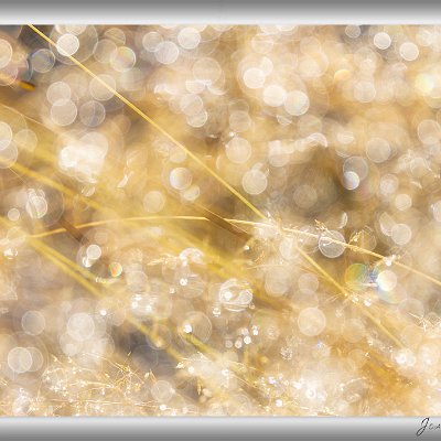 September 2025 Tauperlen im Gras Ende September gab es die ersten kalten Nächte, so dass die Wiesen morgens taubedeckt waren. Die noch tiefstehende Sonne brachte die Tropfen...