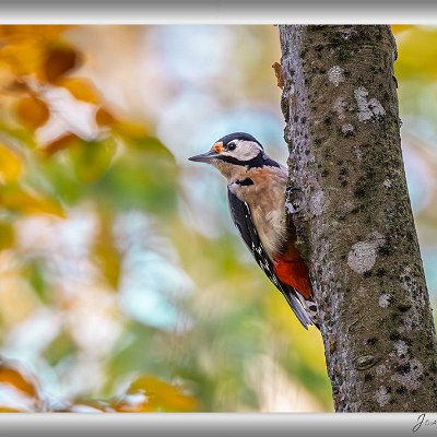 Oktober 2025 Buntspecht im Herbstwald Ich war noch nicht lange an meinem Vogelansitz im nahen Wald, als ein Buntspecht auf einer Buche landete. Ich musste nicht lange...