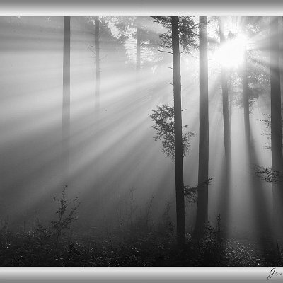 November 2025 Sonnenstrahlen im Nebelgrau Es war ein wirklich grauer, nebelverhangener Novembertag, an dem ich auf der Suche nach Makro-Motiven durch den Wald stapfte....