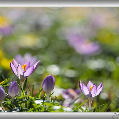 Februar 2026 Krokusblüte Ein Tagesausflug auf die Insel Mainau brachte mich mitten in den Frühling. Die Wiesen waren voll von Schneeglöckchen, Winterlingen und Krokussen und...