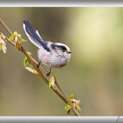 März 2026 Schwanzmeise Über die Schwanzmeisen (die eigentlich gar keine Meisen sind) freue ich mich immer ganz besonders an meinem Vogelansitz im nahegelegenen Wald. Sie...