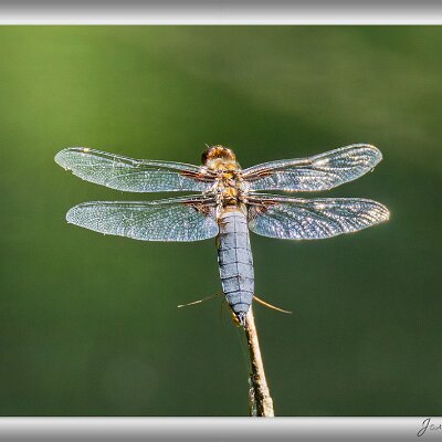 Mai 2026 Plattbauch-Libelle An einem kleinen Weiher im Wald beobachtete ich zahlreiche Plattbauch-Libellen, die wild hin und her schwirrten. Einige kehrten jedoch immer...