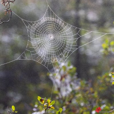 Spinnennetz Hinterzartener Moor