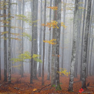 Herbstnebel im Buchenwald Schauinsland