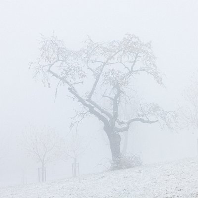 Kirschbaum im Nebel Schönberg