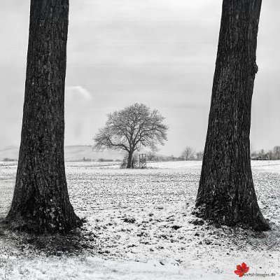 Nußbaum und Hochsitz