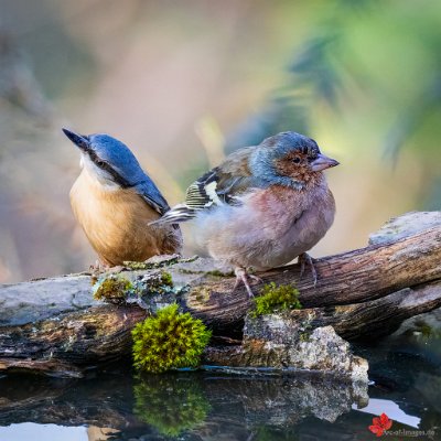 Kleiber und Buchfink