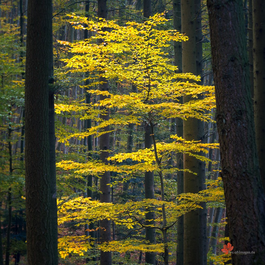 Buche im Herbstlicht Leinbachtal/Bollschweil