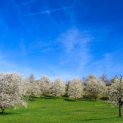 Kirschblüte Schönberg bei Ebringen