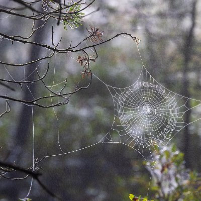Spinnennetz im Kiefernwald Hinterzarten