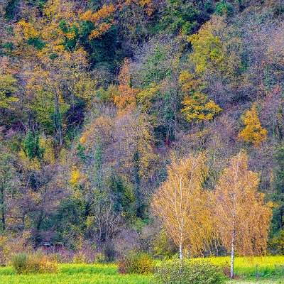 Herbstfarben im Mischwald Bollschweil