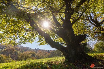 Alter Hainbuche im Gegenlicht Schönberg