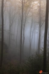 Herbstwald Merzhausen