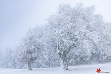 Windbuchen im ersten Schnee Schauinsland