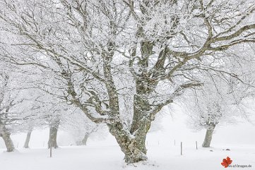 Windbuchen im Nebel Schauinsland