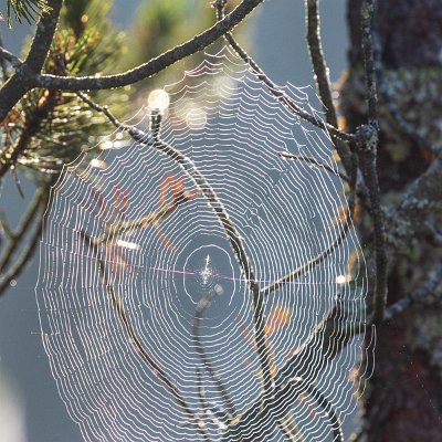 Spinnennetz im Gegenlicht Hinterzarten