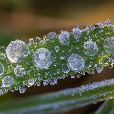 Gras mit gefrorenen Regentropfen Schönberg