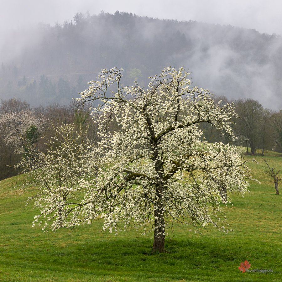 Kirschbaum im Frühlingsregen Schönberg