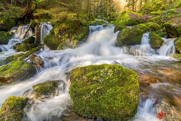 Frühling am Bergbach St. Wilhelm