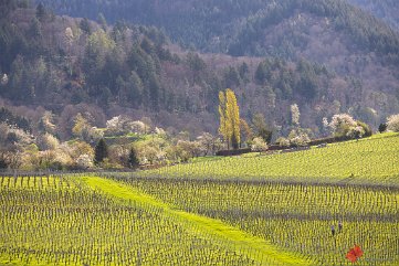 Frühling im Markgräflerland St. Ilgen