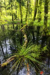 Am Waldtümpel Kohlerhof/Bollschweil