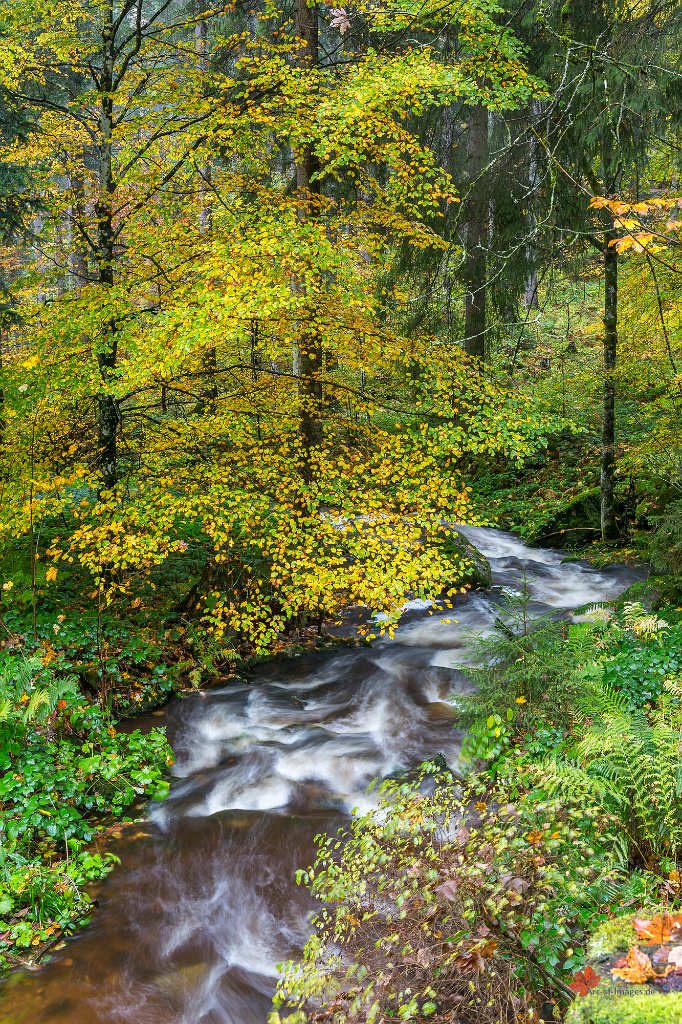 Bach im Herbstwald Notschrei