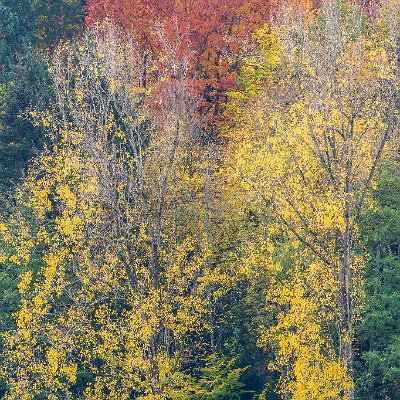 Leuchtende Herbstfarben Bollschweil