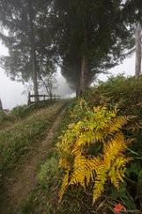 Feldweg und Farn Giesshübel