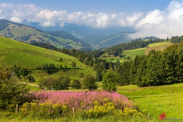 Weidenröschenblüte am Schauinsland Schauinsland