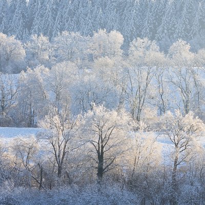 Eisbehangene Bäume Hexental/Wittnau