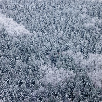 Winterliches Muster in Baumkronen Kohlerhof/Bollschweil