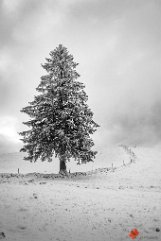 Solitärfichte Gießhübel/Storen