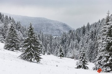 Winterwald im Trubelsbachmoos Muggenbrunn