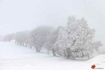 Windbuchen im Nebel Schauinsland