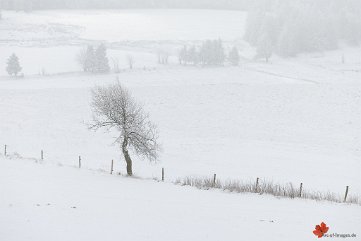 Winterlandschaft mit Bäumen Schauinsland