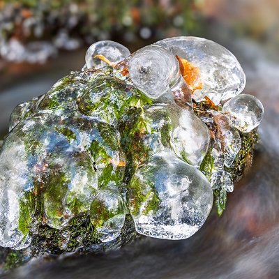 Blätter und Moose im Eismantel