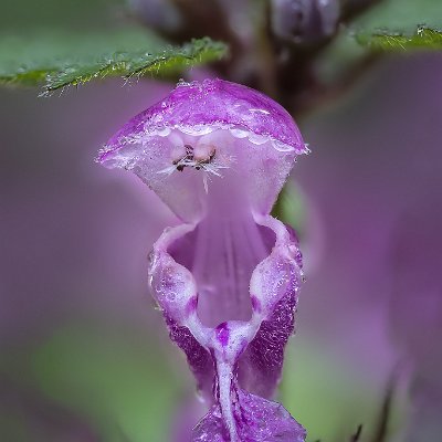 Taubnessel Lamium purpureum