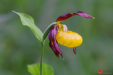 Gelber Frauenschuh Engen im Hegau