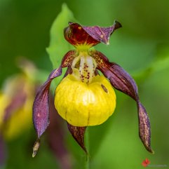 Gelber Frauenschuh Engen im Hegau