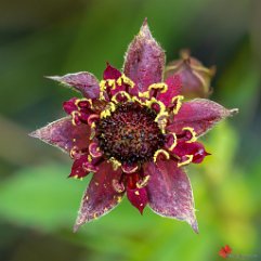 Sumpf-Blutauge Hinterzarten