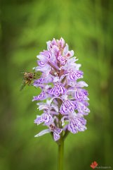 Gefleckte Fingerwurz Truibelsbachmoos/Muggenbrunn