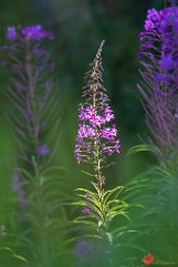 Weidenröschen im Gegenlicht Schauinsland